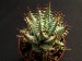 Aloe melanacantha v.erinacea   JM.jpg