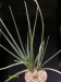 Aloe micrantha   JM.jpg