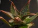 Aloe mitriformis   JM.jpg