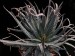 Aloe parvula   JM.jpg