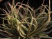 Aloe perrieri   JM.jpg