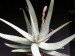 Aloe pictifolia   JM.jpg