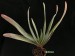 Aloe plicatilis   JM.jpg
