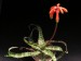 Aloe propagulifera   JM.jpg