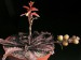 Aloe prostrata   JM.jpg