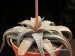 Aloe pseudoparvula   JM.jpg