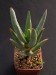 Aloe ramosissima   JM.jpg