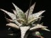 Aloe rauhii cv. Lizzard Lips   JM.jpg