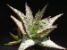 Aloe rauhii cv. Snow Flake.jpg