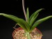 Aloe richardsiae   JM.jpg