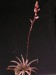 Aloe saundersiae   JM.jpg