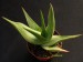 Aloe scobinifolia   JM.jpg