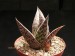 Aloe sladeniana   JM.jpg