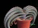 Aloe suprafoliata   JM.jpg