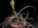 Aloe thompsoniae   JM.jpg