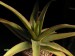 Aloe tormentorii, Mauritius   JM.jpg