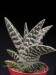 Aloe variegata, Vanwyjskraal, RSA   JM.jpg