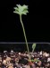 Pelargonium bowkeri.jpg