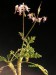 Pelargonium laxum.jpg