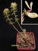 Pelargonium rapaceum.jpg