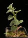 Pelargonium reniforme.jpg