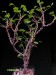 Pelargonium xerophyton   JM.jpg