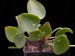 Pilea peperomioides.jpg