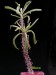 Tylecodon sp..jpg