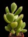 Cotyledon tomentosa ssp.tomentosa 1.jpg