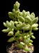 Cotyledon tomentosa ssp.tomentosa 2.jpg