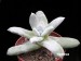 Dudleya pachyphytum.jpg