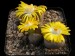 Lithops otzeniana