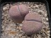 Lithops leslei, PV300