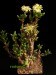 Delosperma crassum, Strandfontein
