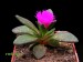 Delosperma deilanthoides