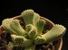 Aloinopsis setifera