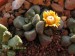 Aloinopsis schooneesii