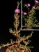 Drosanthemum hispidum, Riviersdale