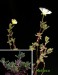 Drosanthemum schoenlandianum, Knersvlakte