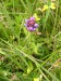 KO - Kocelovice- černohlávek obecný (Prunella vulgaris)