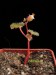 Begonia alchemilloides