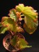 Begonia dipetala