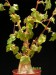 Begonia dregei f. homonyma