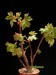 Begonia dregei f. richardsiana