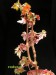 Begonia dregei f. rubra