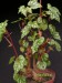 Begonia dregei f. suffruticosa