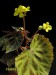 Begonia pearcei