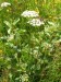 PZ14 - babočka síťkovaná (Araschnia levana)