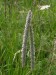 PZ19 - bojínek luční (Phleum pratense)