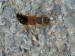 Hmyz (brouci)- drabčík hnědokrový ( Staphylinus erythropterus)